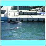 dolphins005.jpg
