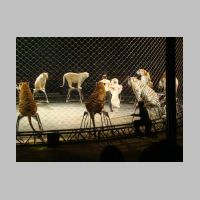 circus063.jpg