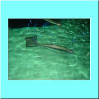 2003Aquarium 002.jpg