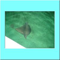 2003Aquarium 003.jpg