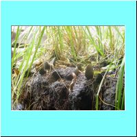 2003Aquarium 005.jpg