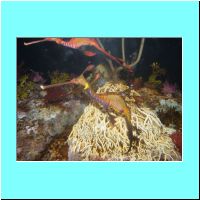 2003Aquarium 006.jpg