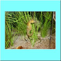 2003Aquarium 008.jpg