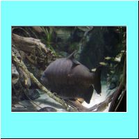 2003Aquarium 012.jpg