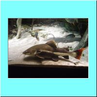 2003Aquarium 015.jpg