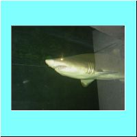 2003Aquarium 020.jpg