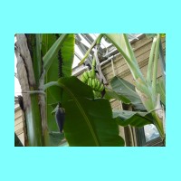 conservatory034.JPG
