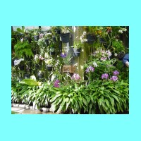 conservatory051.JPG